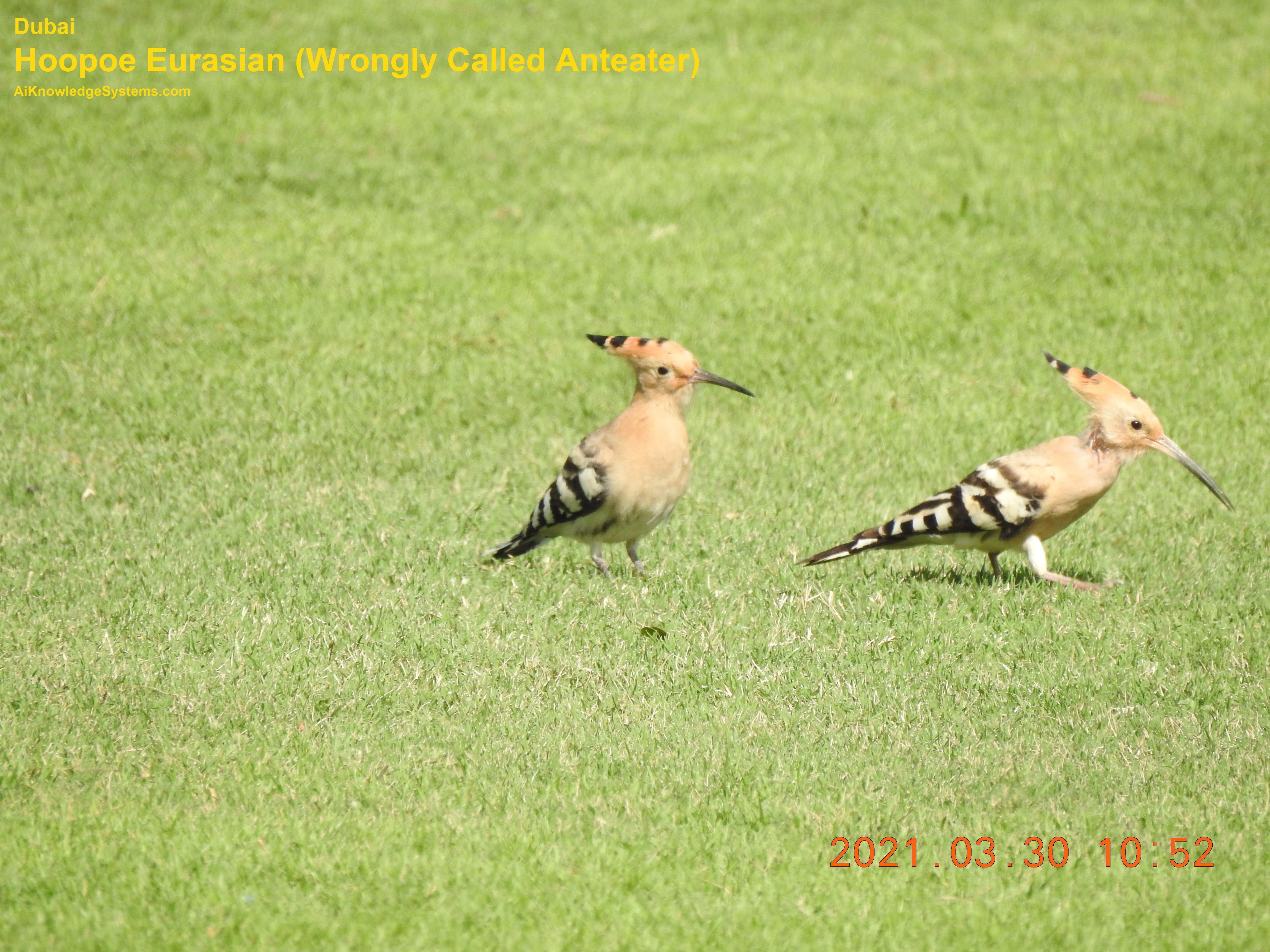 Hoopoe Eurasian (8) Coming Soon